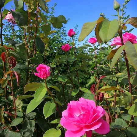 Guest house L'orangerie Capo d'Orlando